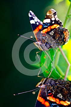 Butterfly reflection