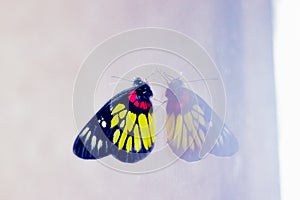 Butterfly Reflections photo