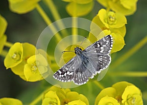 Butterfly relaxing photo