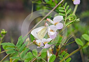 butterfly Repnitsa on a white flower close-up