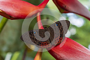 A butterfly in the reserve Las nubes in the jungle of Chiapas photo