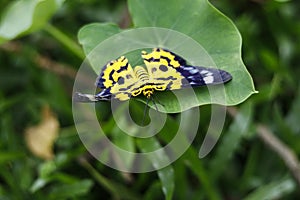 Butterfly rest on green leaf.green background