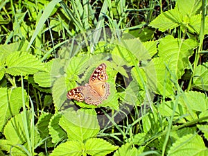 Butterfly rest in green leaf