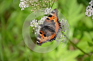 Butterfly rest on a plant