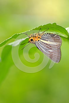 Butterfly rest under a leaf photo