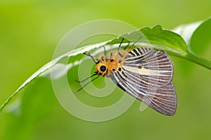 Butterfly rest under a leaf