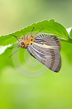 Butterfly rest under a leaf photo