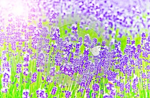 Butterfly rested in the lavender farm