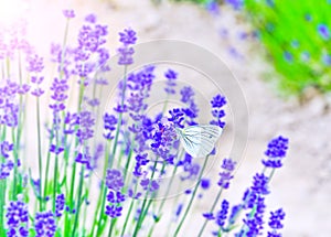Butterfly rested in the lavender farm