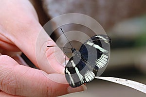 Butterfly resting on fingers