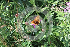 Butterfly resting on the flower in Lac de l'Entonnoir near the Bouverans, France photo