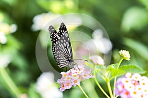 A butterfly resting on the flowers