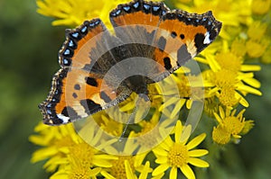 Butterfly resting on flowers (Nymphalis urticae)