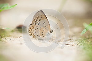 A butterfly resting on ground