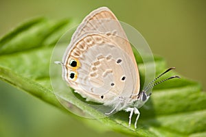 A butterfly resting on leaf