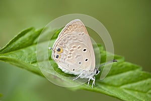 A butterfly resting on leaf