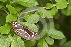 Butterfly resting on leaf