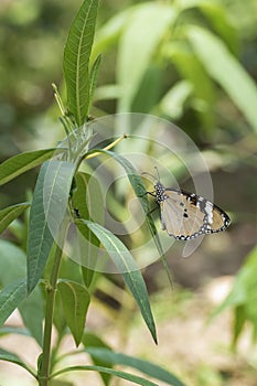 Butterfly resting on leaf