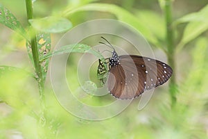 Butterfly resting on leaf