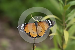 Butterfly resting on leaf