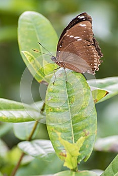 butterfly resting on leaf