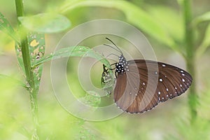 butterfly resting on leaf