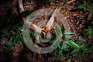 Butterfly resting on log in forest, butterfly life in sunshine green nature