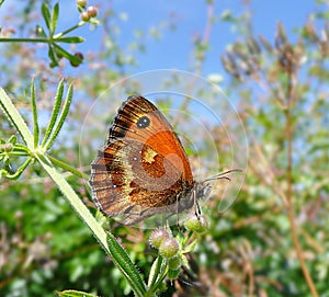 Butterfly resting on plant stem in the sunshine