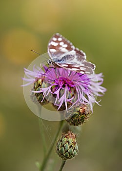 Butterfly resting on a purple knapweed flower.