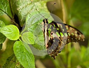 Butterfly resting on tropical leaf