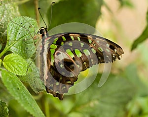 Butterfly resting on tropical leaf