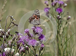 Butterfly on flower at Villa de Merlo, San Luis, Argentina photo