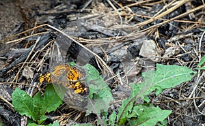 A butterfly rests on green weeds in Missouri