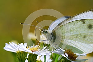 Butterfly Rests on Little, White Flowers