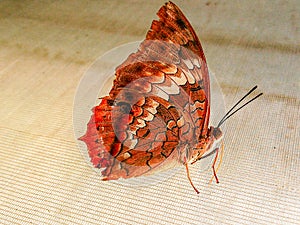 A butterfly rests on the web.