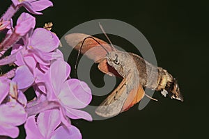 Butterfly reveler ( Macroglossum stellatarum )