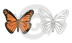 Butterfly or Rhopalocera Vector Illustration