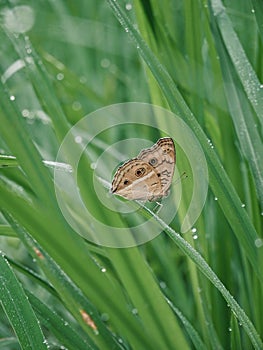 Butterfly on rice wet leaf macro