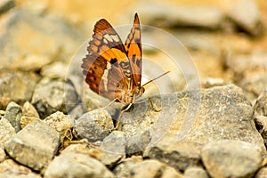 Butterfly on a Rock