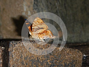 Butterfly on rock. Mariposa camuflada entre piedras photo