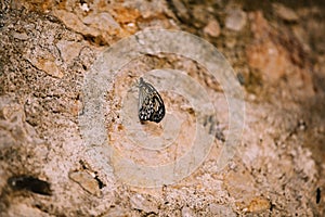 Butterfly on a rock. Try to catch me.