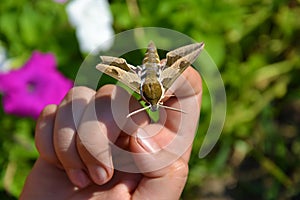 Butterfly roisterer on hand