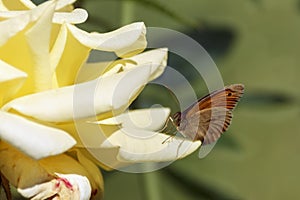 Butterfly on a rose