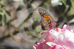 Butterfly Rosedal de Palermo Buenos Aires Argentina Latin America South America nice photo