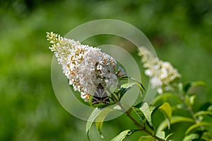 Butterfly Russian Bear on lilac