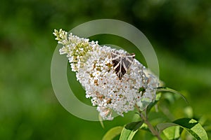 Butterfly Russian Bear on lilac