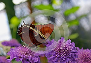 Butterfly Rusty-tipped Page on blue pincushion flower