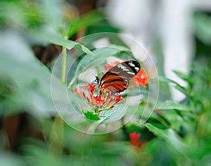 Butterfly's Garden Feast