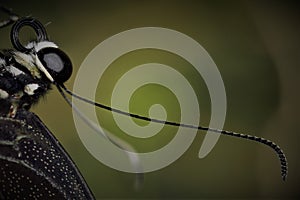 Butterfly`s have one pair of segmented antennae