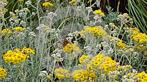 Butterfly`s And Yellow Flowers